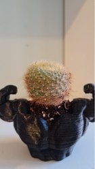 Ultra Swole Succulent Planter | Air Plant Holder | Unique Planters | Succulent Planter | Unique Home Decor