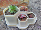 Hexagonal Planter | Unique Planters | Succulent Planter | Unique Home Decor