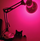 Cat Guard