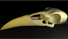 Raven Skull | Desk Decor