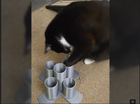 Treat Tower | Enrichment Puzzle