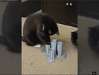 Treat Tower | Enrichment Puzzle