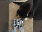 Treat Tower | Enrichment Puzzle