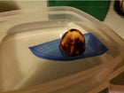 Avocado boat! Grow your own avocado tree!