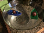 Avocado boat! Grow your own avocado tree!