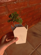 Cute Succulent Planter Chinese Takeout Box